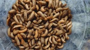 Larvae