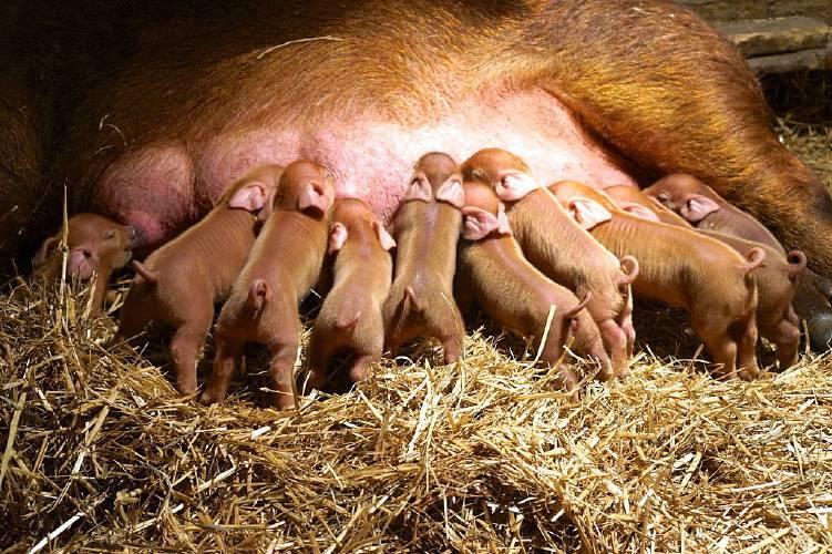 Duroc Pig Breeding & Farrowing Guide