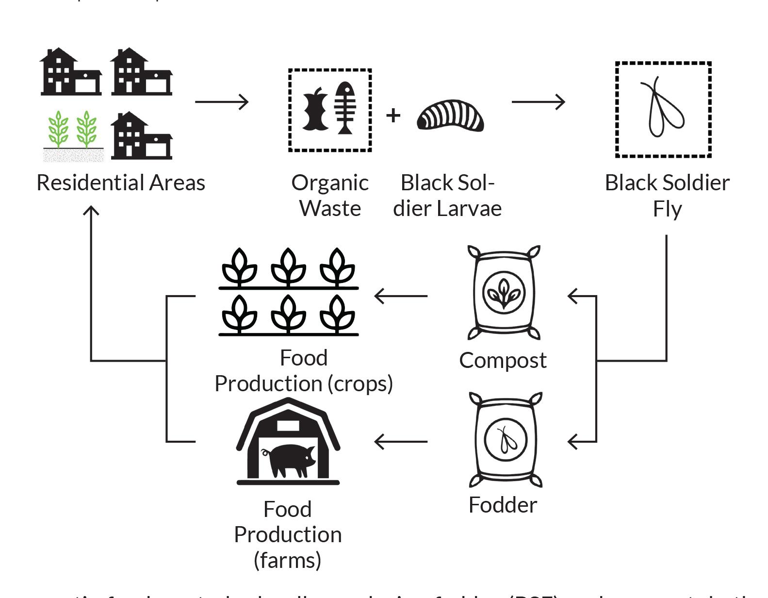 Benefits of Black Soldier Fly (BSF) in Sustainable Agriculture