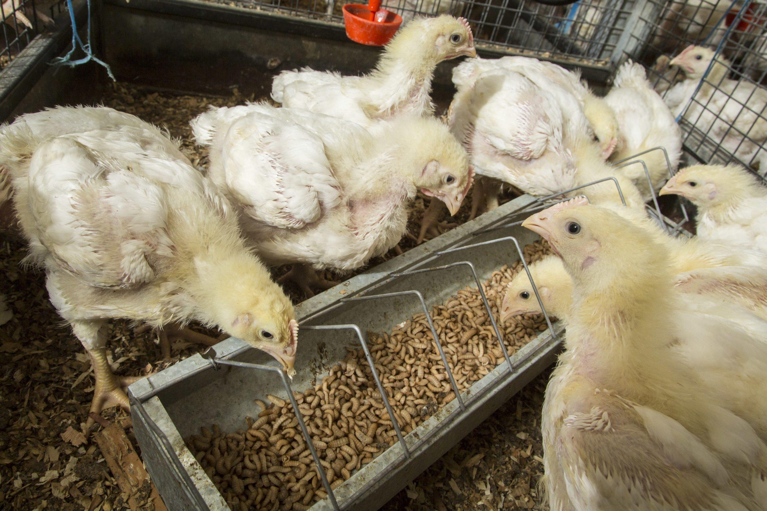 Maggot Farming: From Waste to Wealth