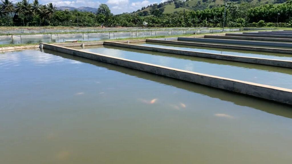 Catfish Farming: Tarpaulin Pond vs Concrete Pond vs Earthen Pond