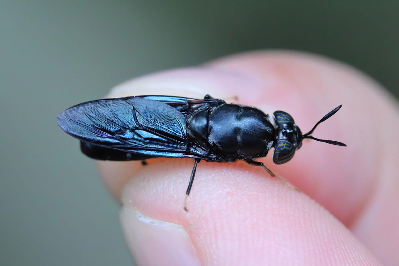 What is the Black Soldier Fly (BSF)?