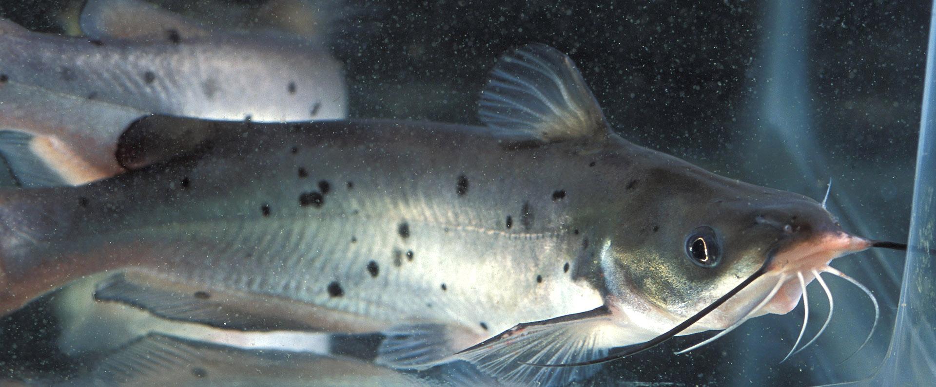 BSF Larvae for Fish Farming