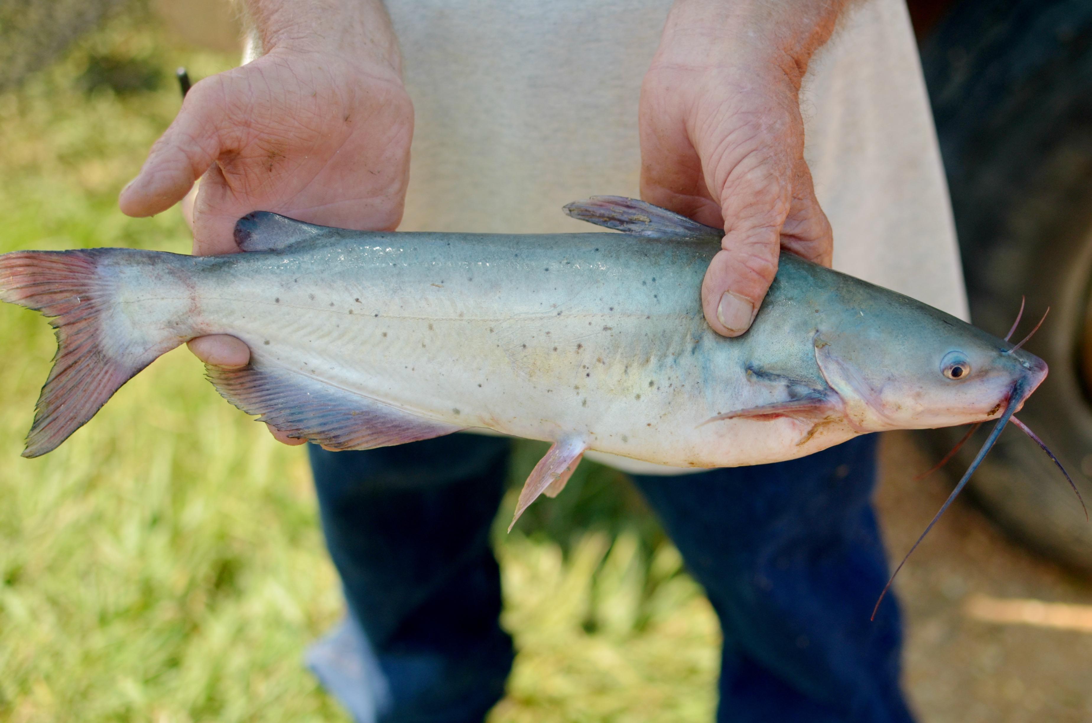 Catfish Feeding Guide: From Fingerlings to Table Size