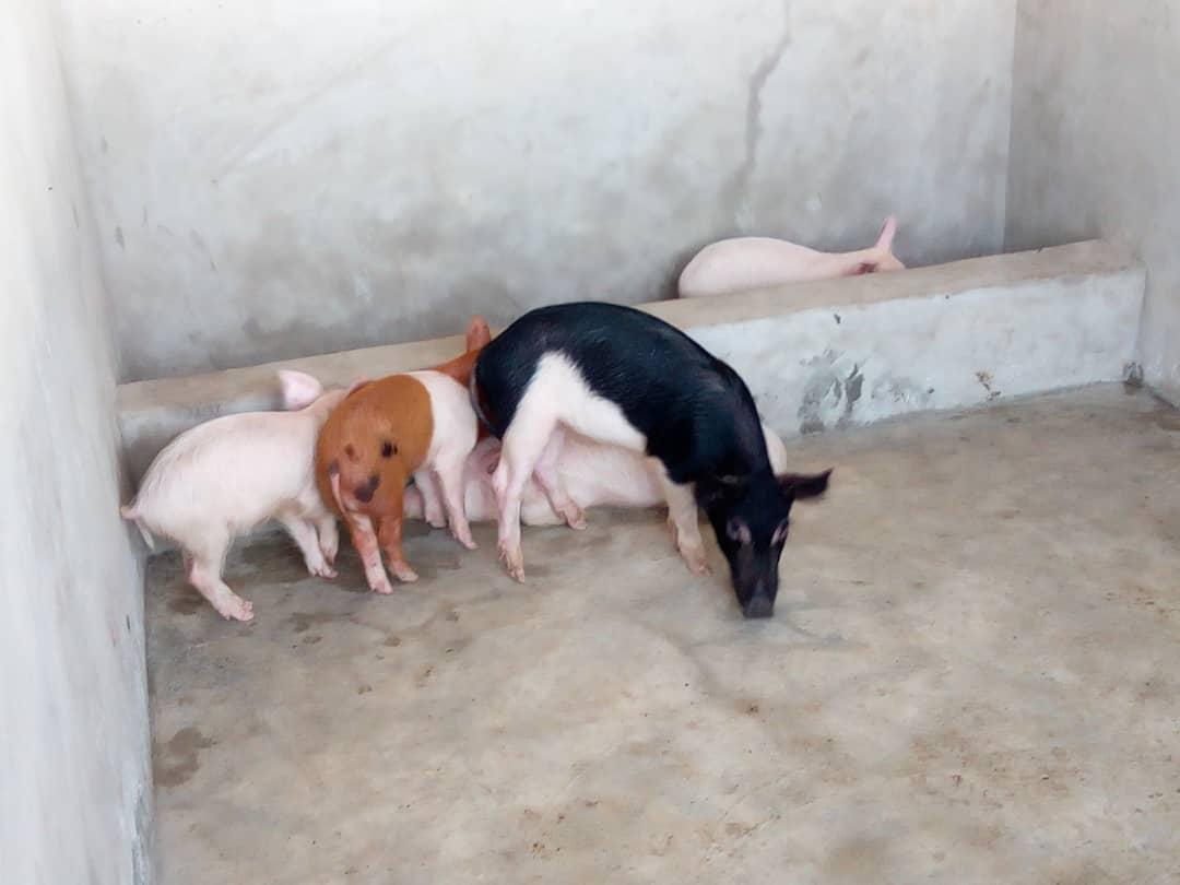 How Noble Farms Constructed Its 165-Capacity Piggery